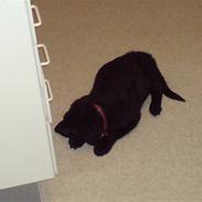 Blanding af racer djanco