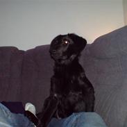 Blanding af racer djanco