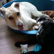 Blanding af racer djanco