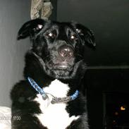 Blanding af racer tøsen