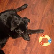 Blanding af racer tøsen