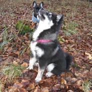 Finsk lapphund Finda Dusty Diva