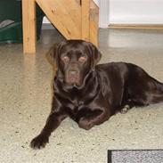 Labrador retriever Luna (Vita)