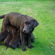 Labrador retriever Luna (Vita)