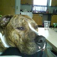 Amerikansk staffordshire terrier Tyson