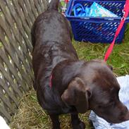Labrador retriever Laika