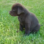 Labrador retriever Laika