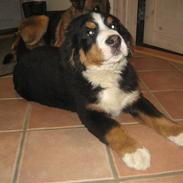 Berner sennenhund Buller