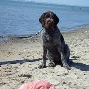 Ruhåret hønsehund  Sidse