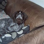 Ruhåret hønsehund  Sidse