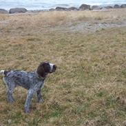 Ruhåret hønsehund  Sidse