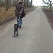 Ruhåret hønsehund  Sidse