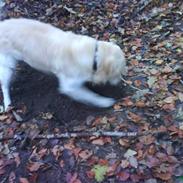 Golden retriever Buster