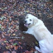 Golden retriever Buster