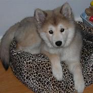 Eurasier Shiba