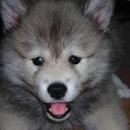 Eurasier Shiba