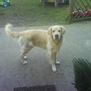 Golden retriever Buster