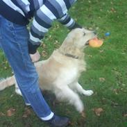 Golden retriever Buster