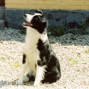 Border collie Hidden farms Heather Fraj