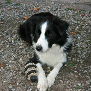 Border collie Hidden farms Heather Fraj