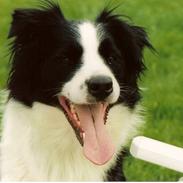 Border collie Hidden farms Heather Fraj