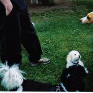 Dansk svensk gaardhund lulu