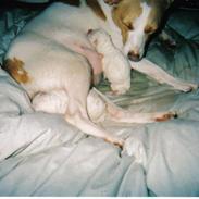 Dansk svensk gaardhund lulu