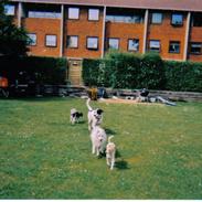 Dansk svensk gaardhund lulu