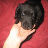 Blanding af racer Jessi