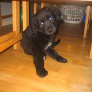 Blanding af racer Jessi