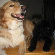 Blanding af racer Jessi