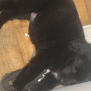 Blanding af racer Jessi