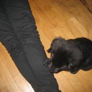 Blanding af racer Jessi