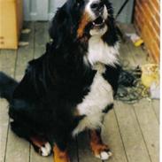 Berner sennenhund Ally aus dem Lauenb. Land