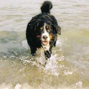 Berner sennenhund Ally aus dem Lauenb. Land