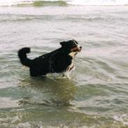 Berner sennenhund Ally aus dem Lauenb. Land