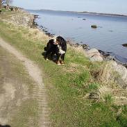 Berner sennenhund Ally aus dem Lauenb. Land