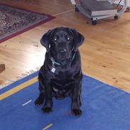 Labrador retriever Kato