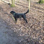 Labrador retriever Kato