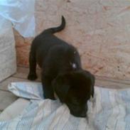 Labrador retriever Kato