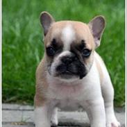 Fransk bulldog melvis