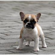 Fransk bulldog melvis