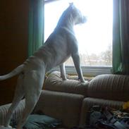 Amerikansk bulldog jack