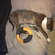 Blanding af racer felix