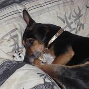 Blanding af racer fido