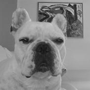 Fransk bulldog Ronni