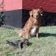 Nova scotia duck tolling retriever Kylador's Zee Dana