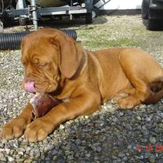 Dogue de bordeaux Vegasus Asja R.I.P.