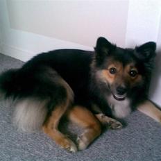 Islandsk fårehund Höféasel Snælda