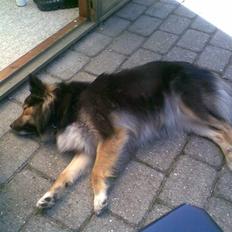 Islandsk fårehund Höféasel Snælda